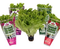 Салат "Афицион" АК "Весна"