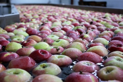 50 гектаров суперинтенсивных садов заложили на Ставрополье