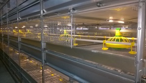 В Ставропольском крае открыта птицефабрика мощностью 5 млн голов