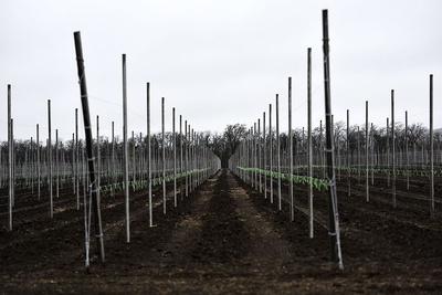 На Ставрополье заложен новый сад суперинтенсивного типа