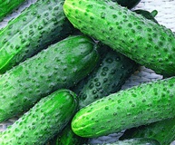 Огурец "Герман" 