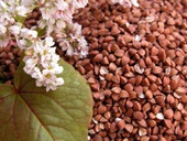 Гречихаstatic/images/prod/265/Buckwheat5.jpg 
