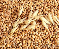 Овес Монарх