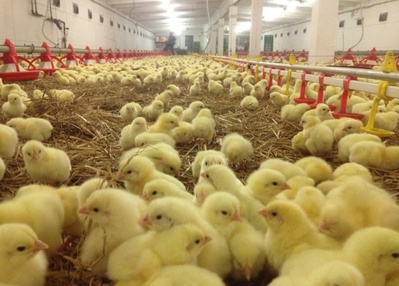 Ставропольское мясо птицы экспортируется в 35 стран