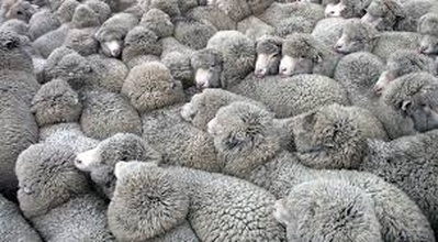 Ставрополье планирует увеличить поставку шерсти в Индию