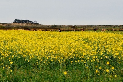 На Ставрополье возрождается производство горчицы