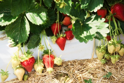 Новый тепличный комплекс по выращиванию клубники появится на Ставрополье