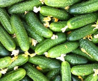 Огурец "Атлет"