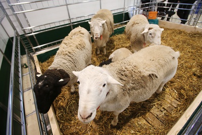 Крупный завод по переработке баранины построят на Ставрополье