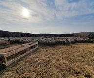 Ставропольский край входит в ТОП-3 по численности овец среди регионов России