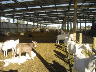 Ставрополье представит свой потенциал на российской выставке овец и коз