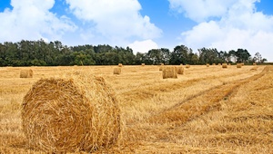 Уборка зерновых на Ставрополье завершена