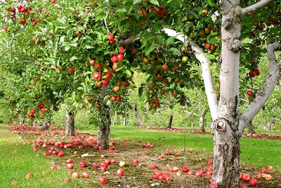 На Ставрополье заложено 27 суперинтенсивных яблоневых садов