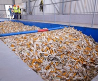 На Ставрополье открылся завод по производству семян кукурузы и подсолнечника